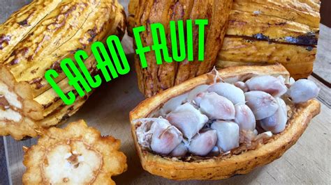 How to Eat Cacao Fruit: A Multi-Layered Exploration of the Delicious Delicacy