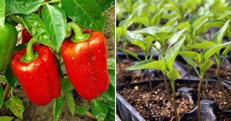 Is a Bell Pepper a Fruit or Vegetable? – A Botanist's Perspective