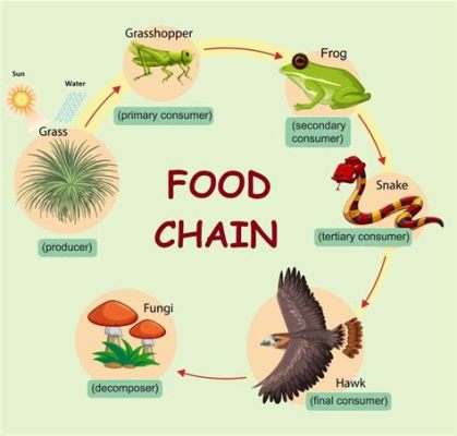 where do decomposers go on a food web what about the role of decomposers in the carbon cycle?